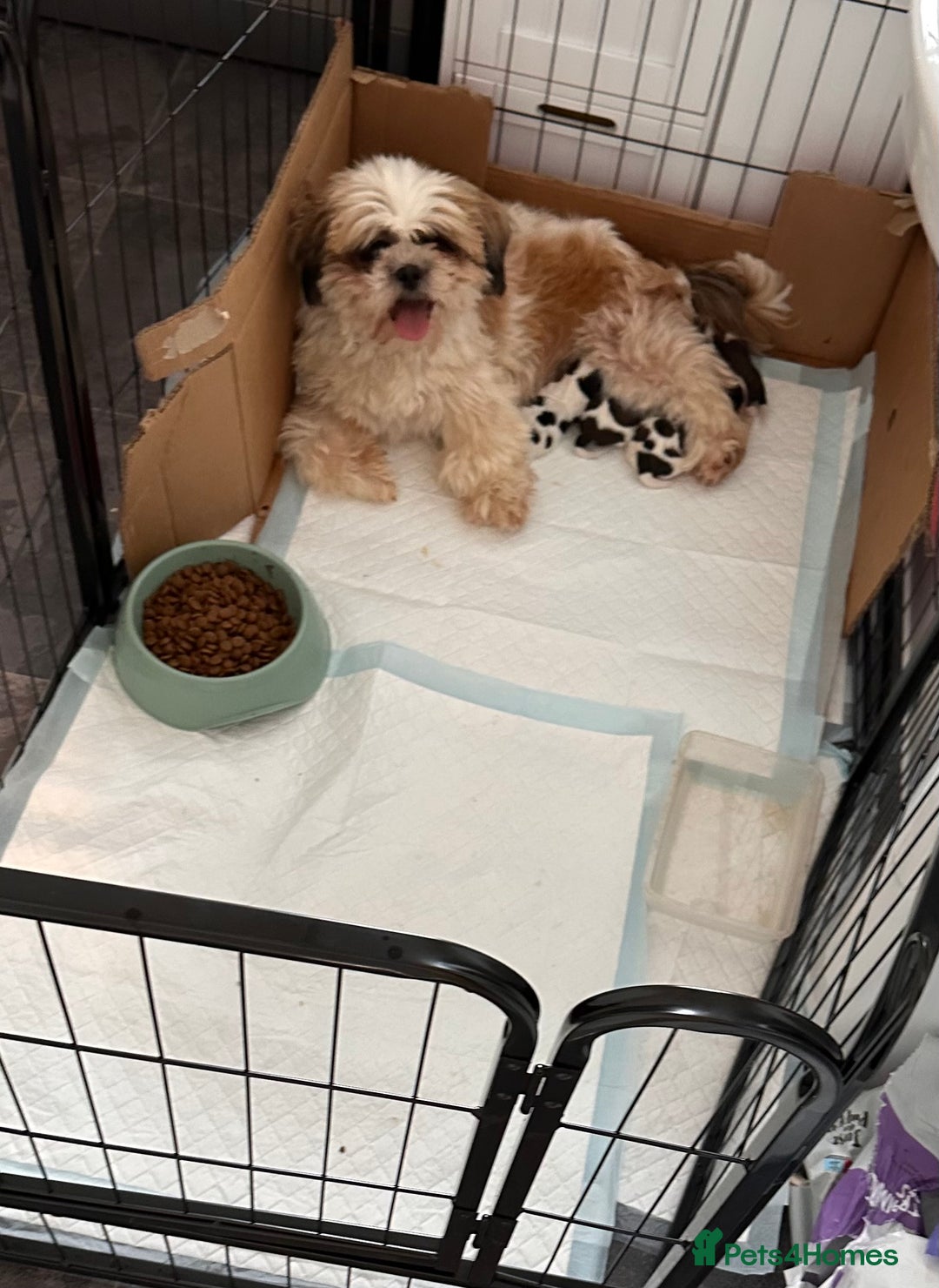 Shih Tzu dogs for sale: 5 gorgeous Shih Tzu puppies - Image 24