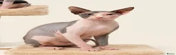 Sphynx cats for sale: Blue eye sphynx boy, DBE TICA  GCCF,  kitten  - Advert 5