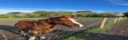 Trotter horses for sale: Companion horses looking for pet homes - Advert 2