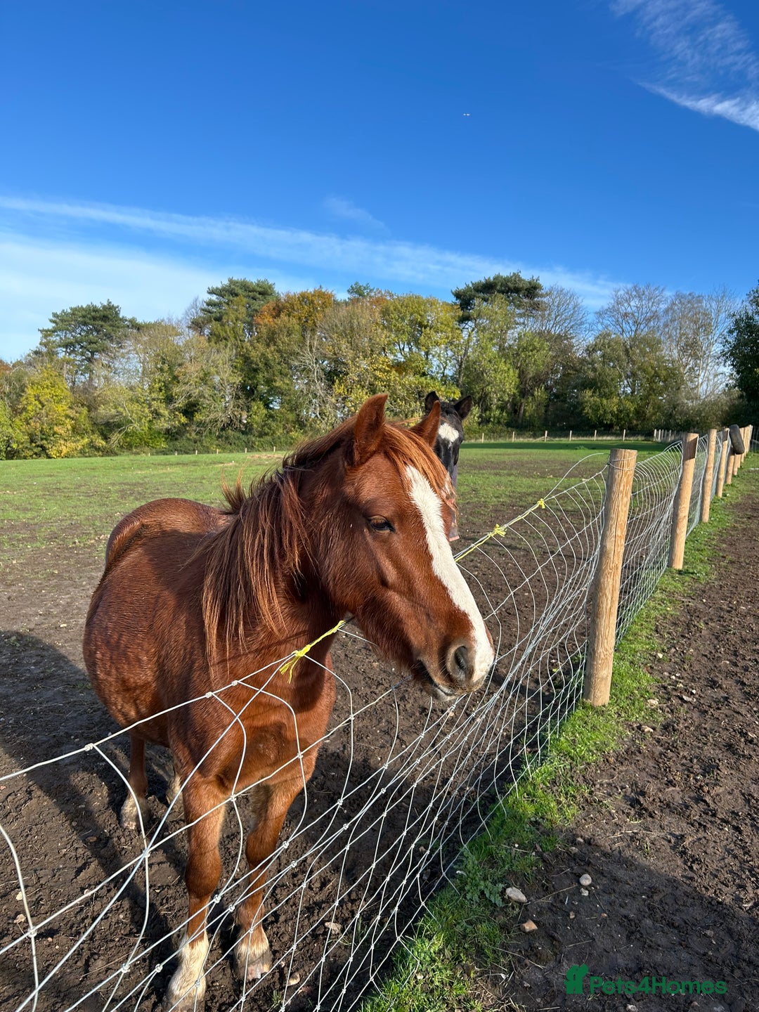 Trotter horses for sale: Companion horses looking for pet homes - Advert 2