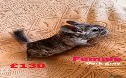 Chinchilla rodents for sale: 4 adult chinchillas and 2 kids for sale - Image 5