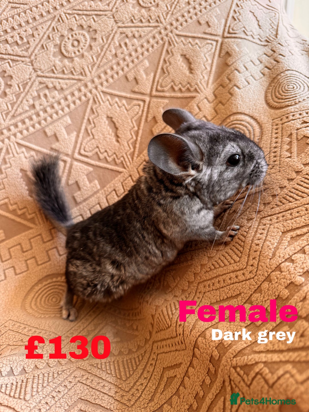 Chinchilla rodents for sale: 4 adult chinchillas and 2 kids for sale - Image 5