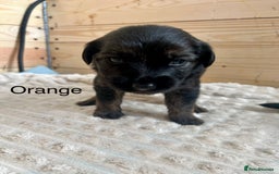 Mixed Breed dogs for sale: Golden Retriever/ German Shepherd puppies  - Image 3