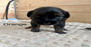 Mixed Breed dogs - Advert 8