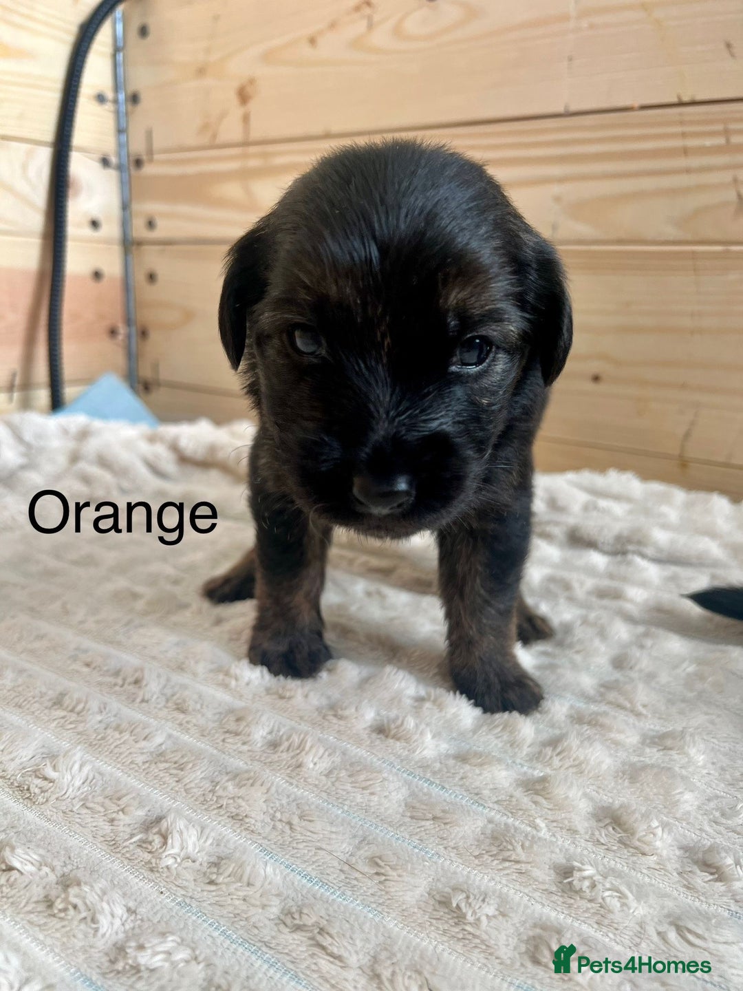 Mixed Breed dogs for sale: Golden Retriever/ German Shepherd puppies  - Image 3