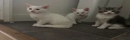 Mixed Breed cats for sale: Adorable litter of kittens  - Advert 29