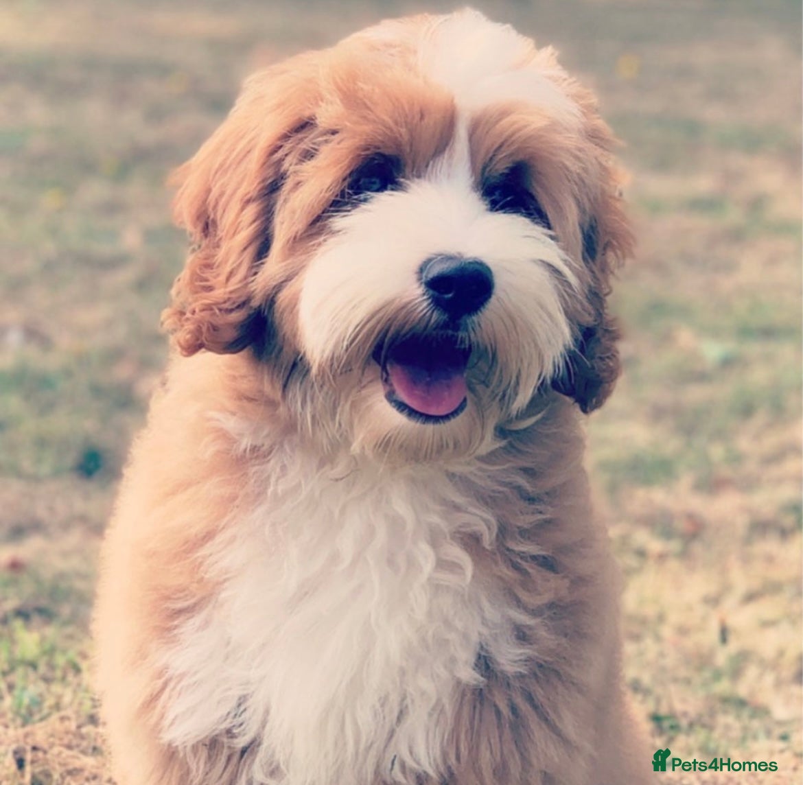 Australian Labradoodle dogs Miniature Australian Labradoodles Ready July  - Advert 1