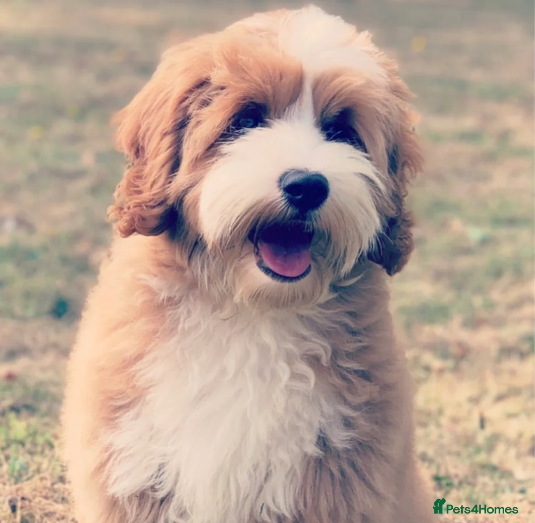 Australian Labradoodle dogs for sale: Miniature Australian Labradoodles Ready July  - Advert 1