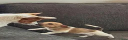 Jack Russell dogs for sale: Traditional Jack Russell puppies  in Bradford - Advert 9