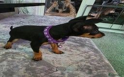 Miniature Pinscher dogs for sale: Beautiful miniature pinscher puppies  - Image 2