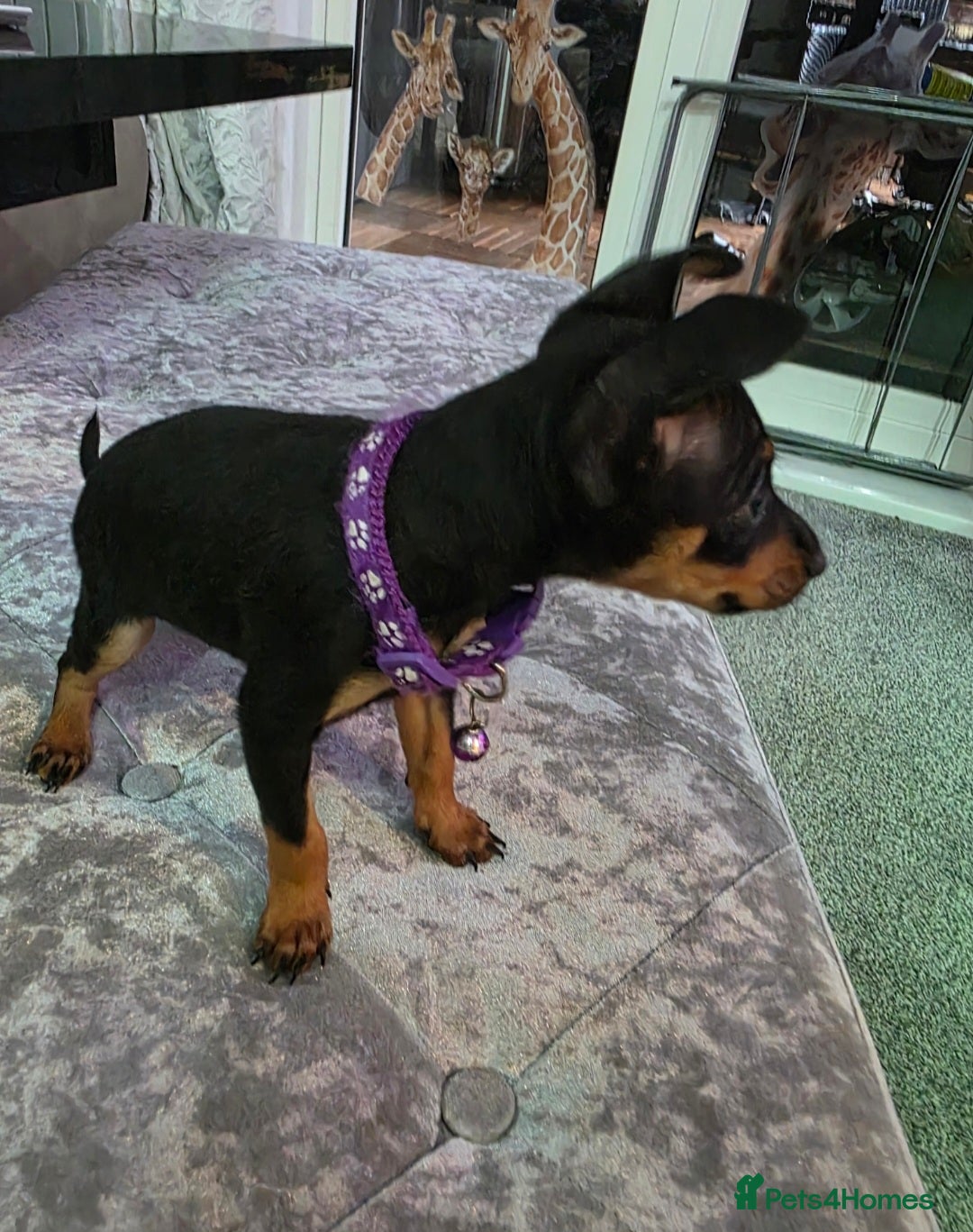 Miniature Pinscher dogs for sale: Beautiful miniature pinscher puppies  - Image 2