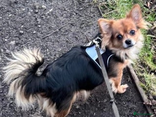 Mixed Breed dogs for sale - Advert 1