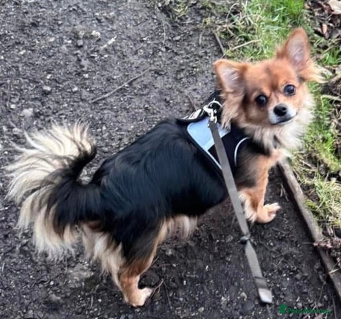 Mixed Breed dogs - Advert 1