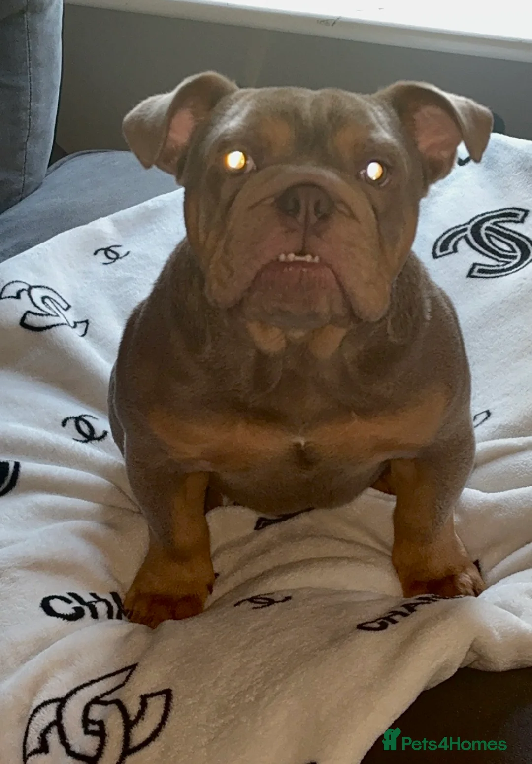 English Bulldog dogs for sale: English bulldog  - Advert 3