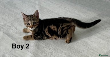 Bengal cats - Advert 10