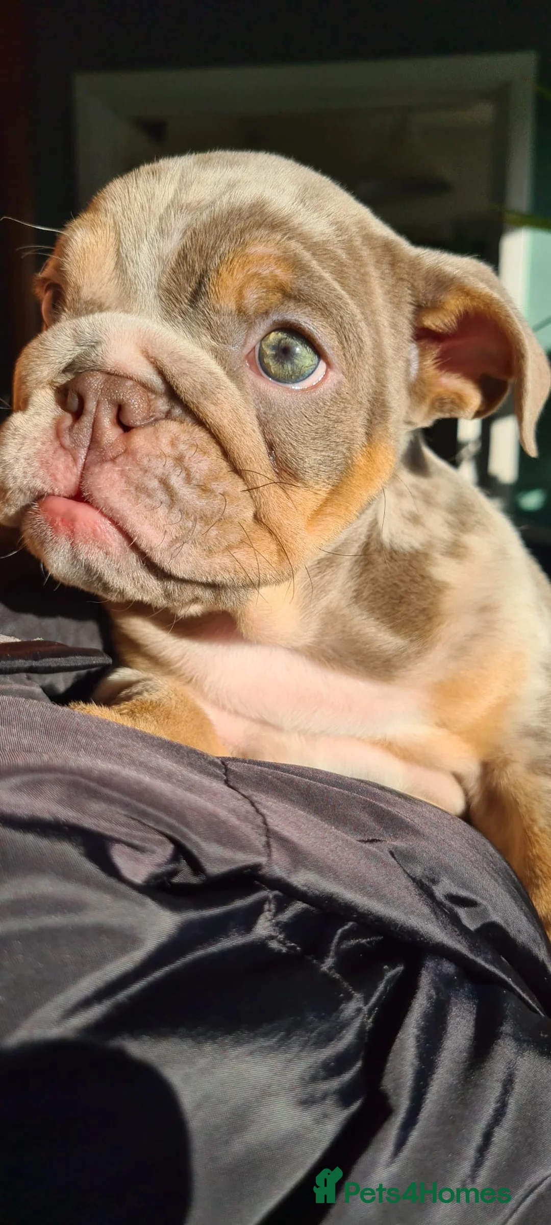 English Bulldog dogs for sale: ✨ lilac Tan & Merle Female bulldog. – Available ✨ - Advert 17