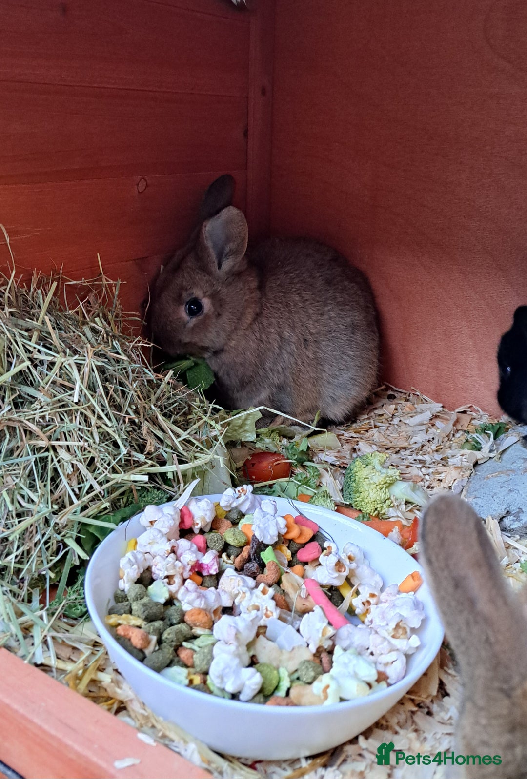 Mixed Breed rabbits for sale: Baby rabbits  - Advert 2