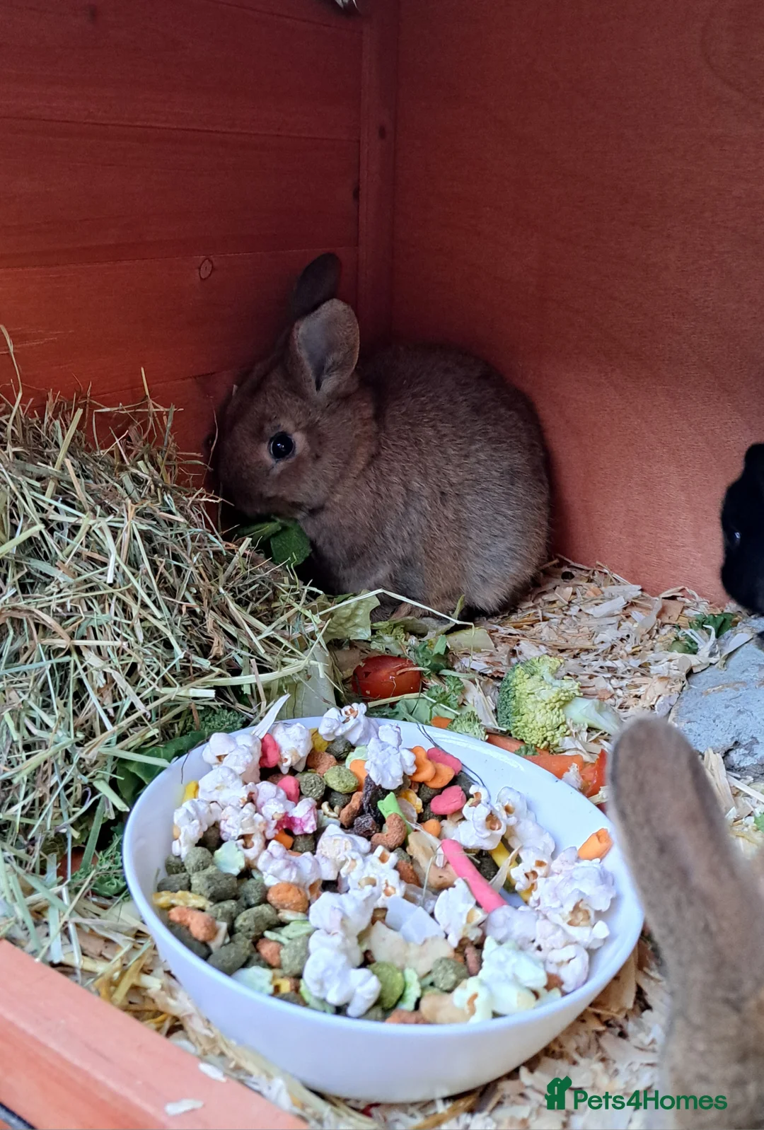 Mixed Breed rabbits for sale: Baby rabbits  - Advert 2