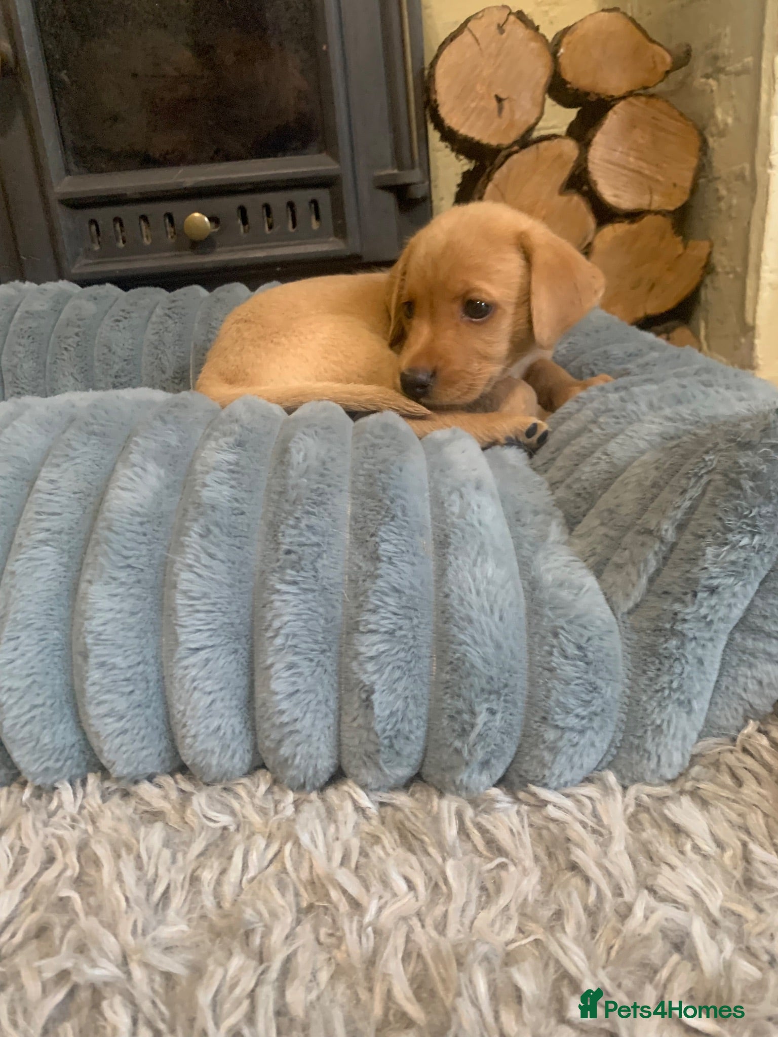 Labrador Retriever dogs Adorable KC Labrador puppies 🐾 - Advert 16
