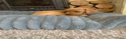 Labrador Retriever dogs for sale: Adorable KC Labrador puppies 🐾 - Advert 6