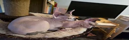 Sphynx cats for sale: Odd eyed pedigree sphynx kitten  Health Guarantee  - Advert 5