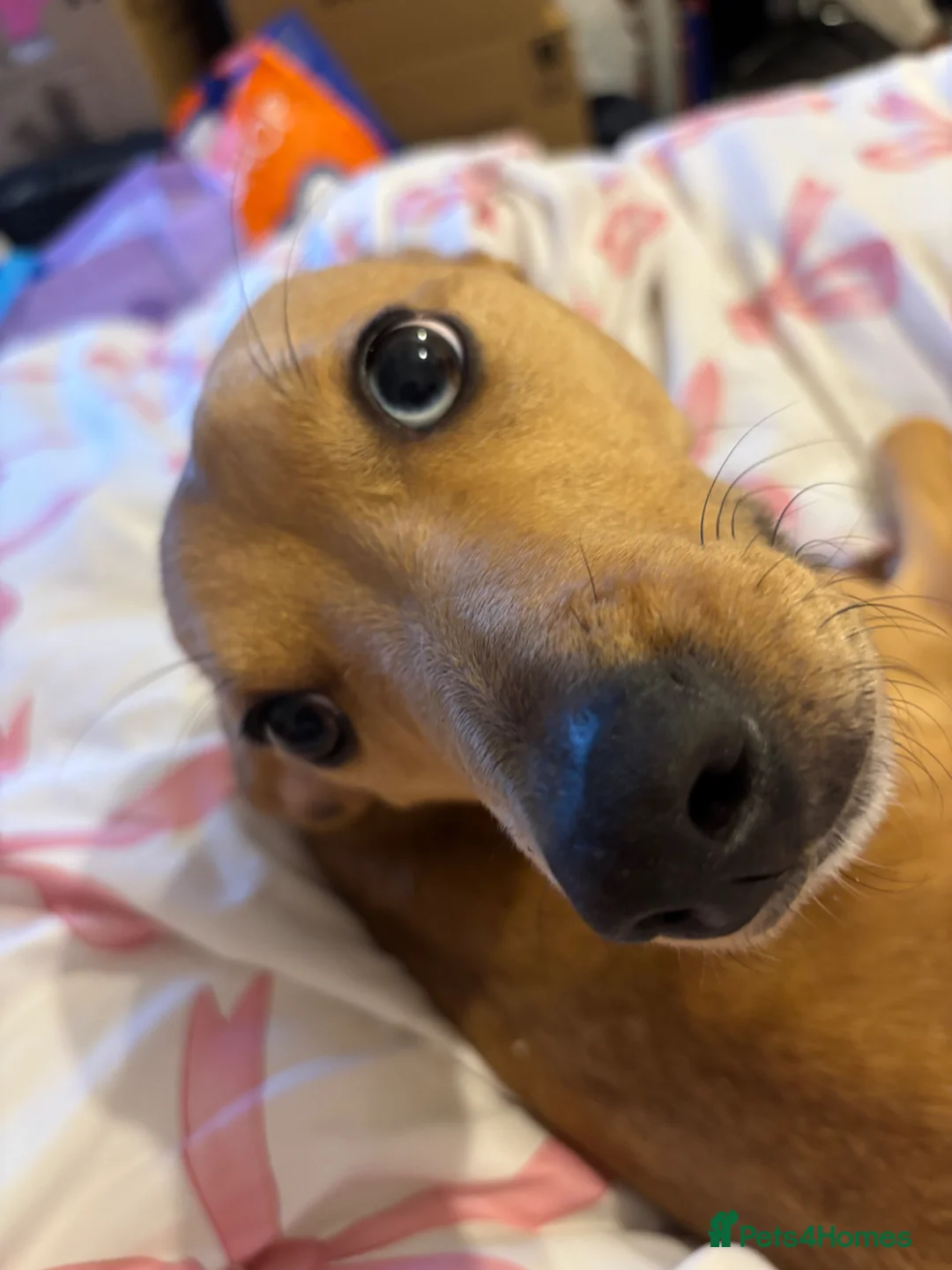 Mixed Breed dogs for sale: Nilou needs a family  in Abergavenny - Advert 3