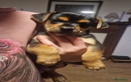 Mixed Breed dogs for sale: Jack Russell x Chihuahua puppies - Image 7