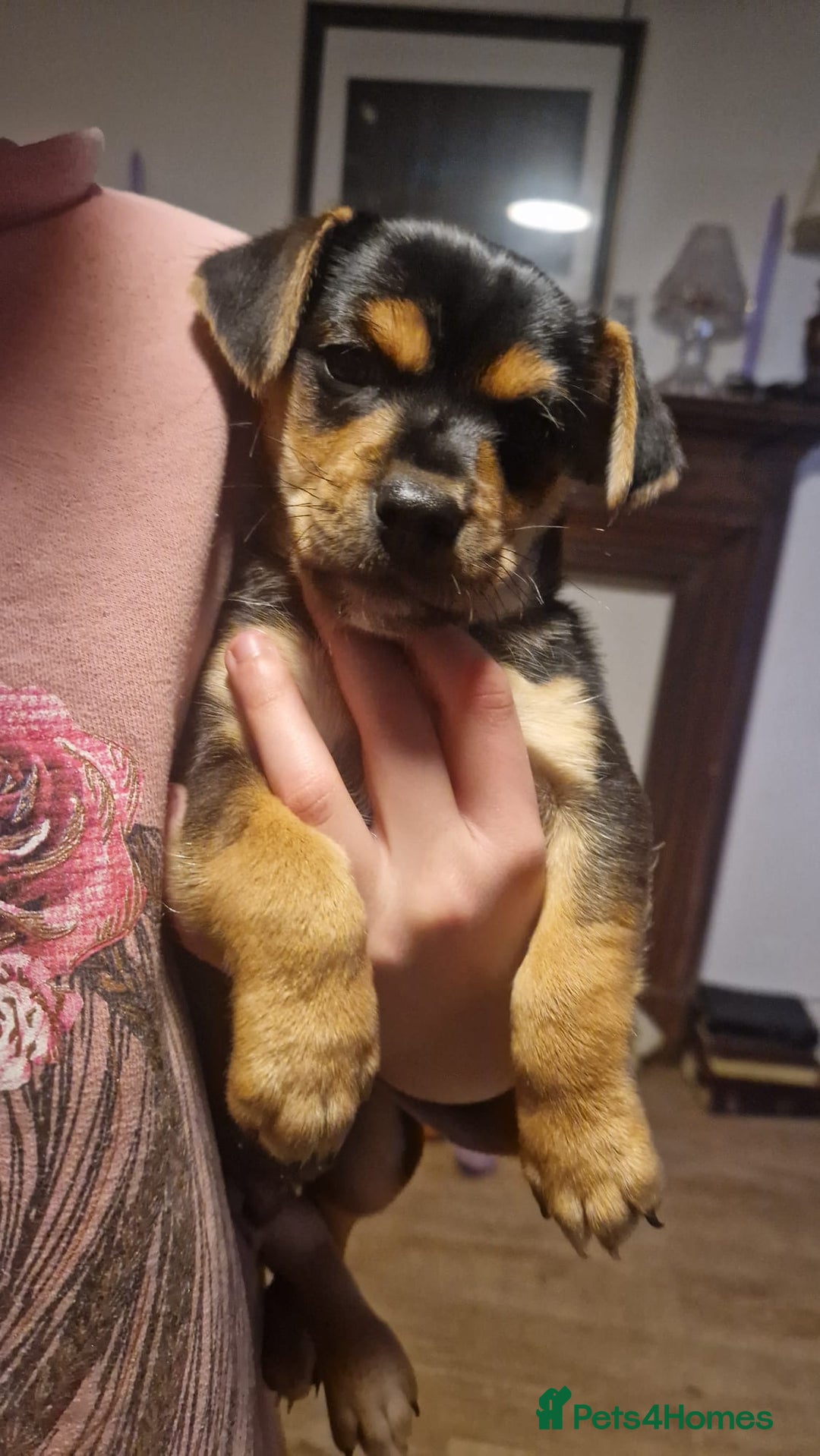 Mixed Breed dogs for sale: Jack Russell x Chihuahua puppies - Image 7