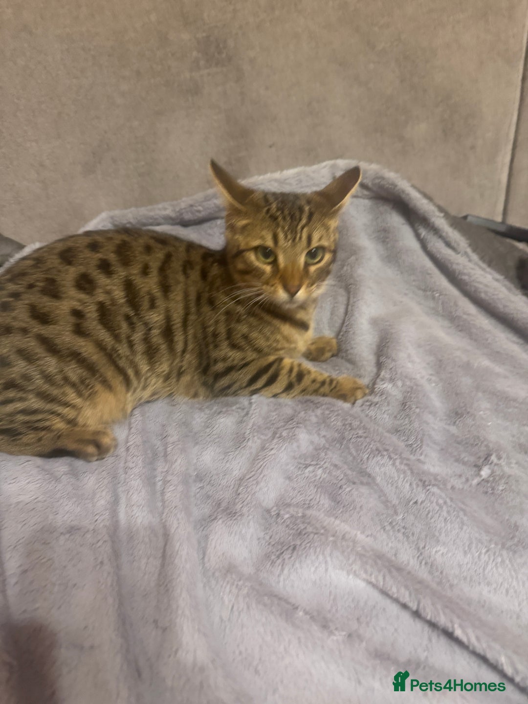 Bengal cats for sale: Bengal cat for sale - Advert 8