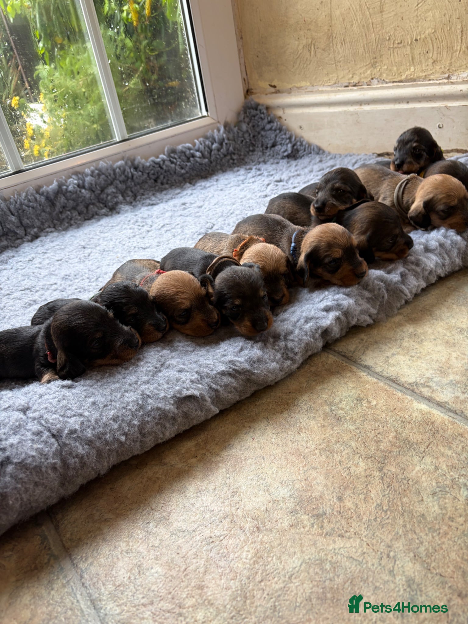 Dachshund dogs for sale: Beautiful Pedigree Wire-Haired Dachshund Puppies - Advert 3