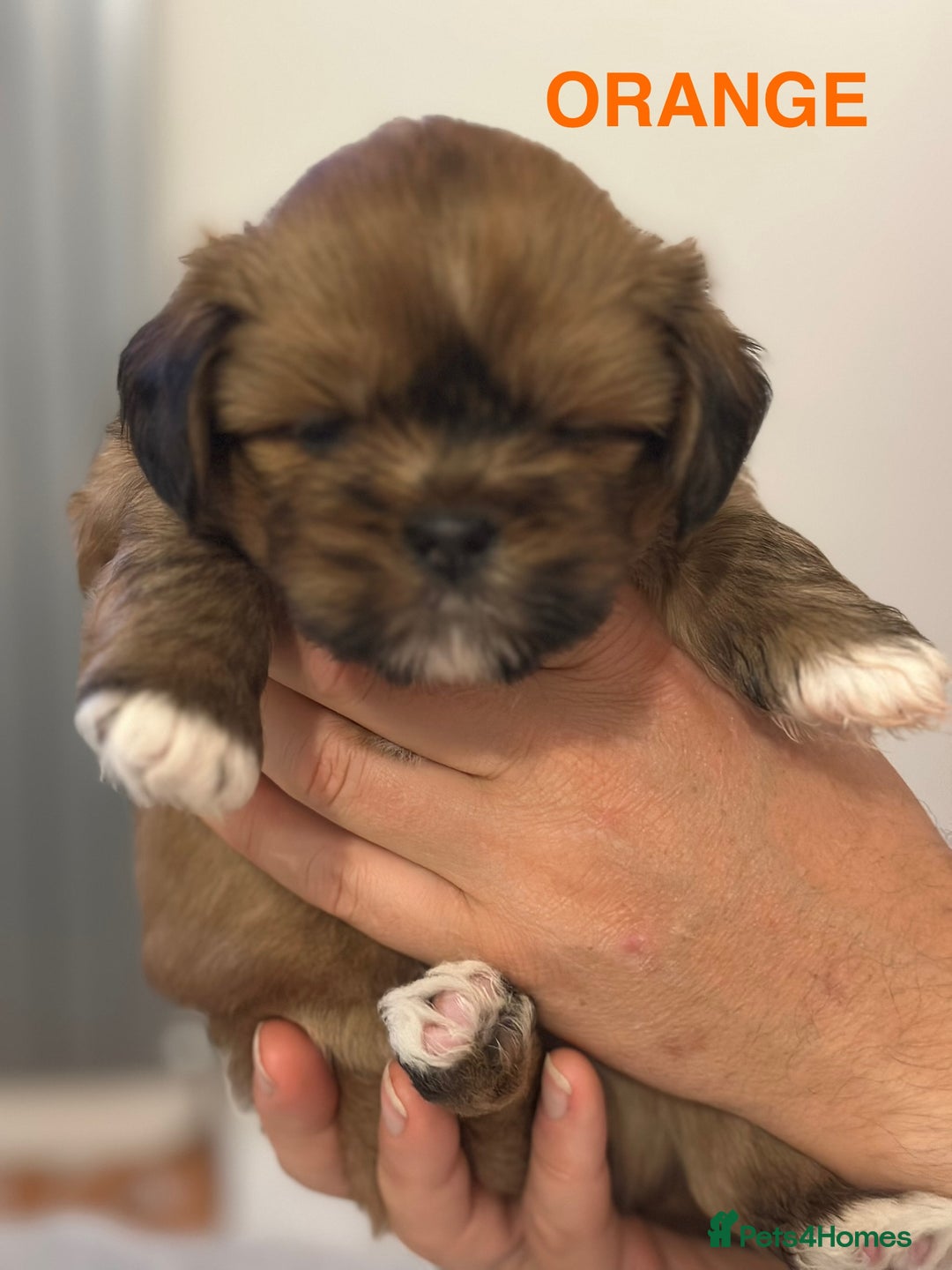 Lhasa Apso dogs for sale: Full Pedigree KC REG LHASA APSO PUPPIES !!! - Image 12