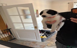 Border Collie dogs for sale: Pure Breed Boarder Collie Pups - Image 32