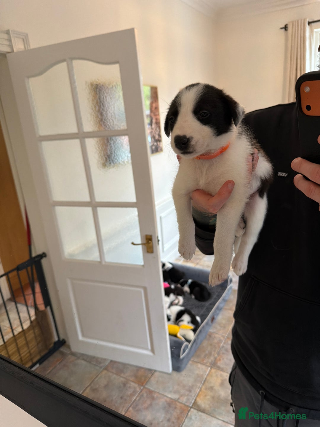 Border Collie dogs for sale: Pure Breed Boarder Collie Pups - Image 32