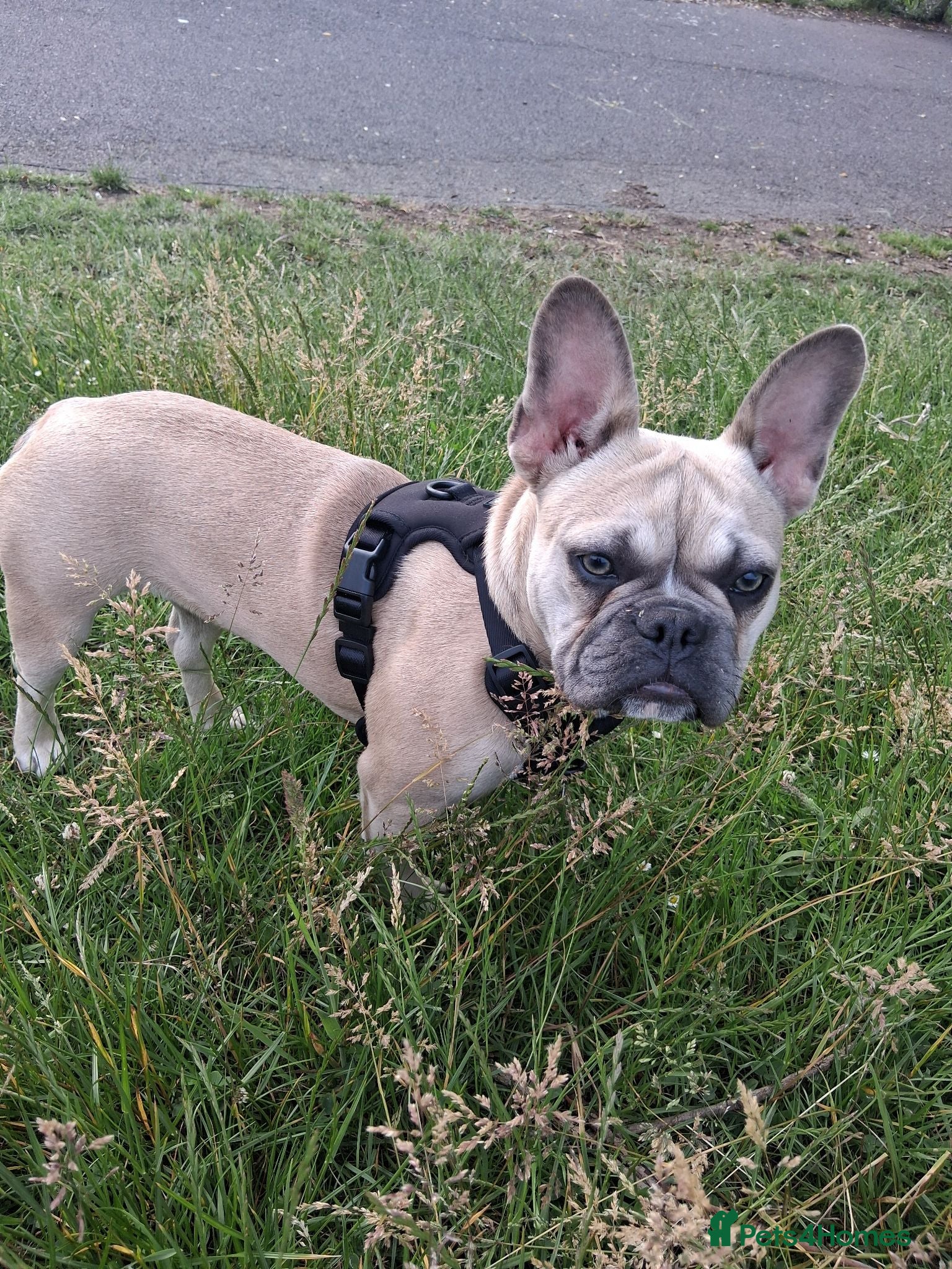 French Bulldog dogs French Bulldog for Sale - Advert 15