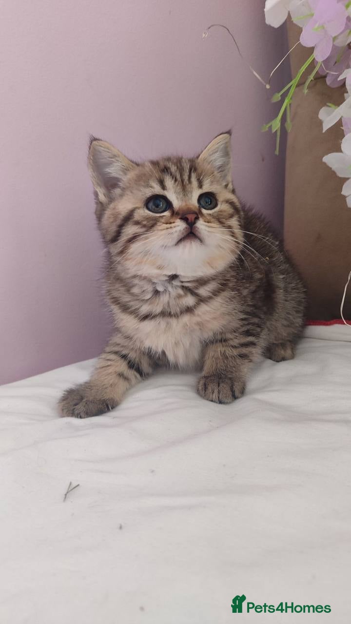 Scottish Fold cats REDUCED❤️Tabby cat😘Luxury Scottish (last 2 girls) - Advert 2