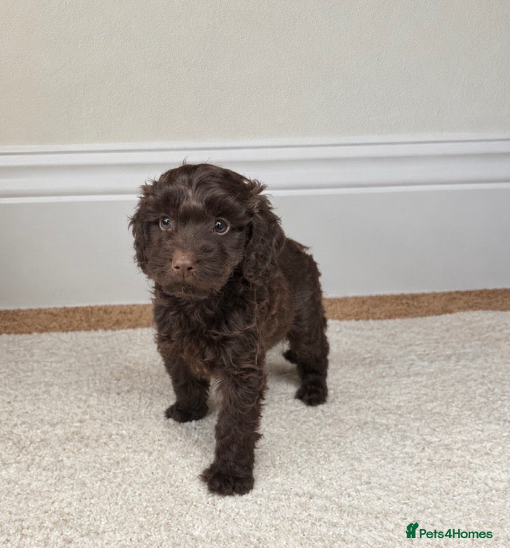 Cockapoo dogs for sale: Beautiful cockapoo puppy’s - Advert 9