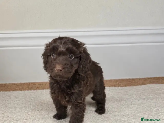 Cockapoo dogs for sale: Beautiful cockapoo puppy’s - Advert 9