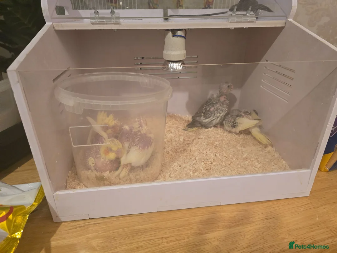 Cockatiels birds for sale: Cockatiel hand reared  - Advert 1