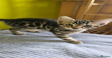 Bengal cats - Advert 2