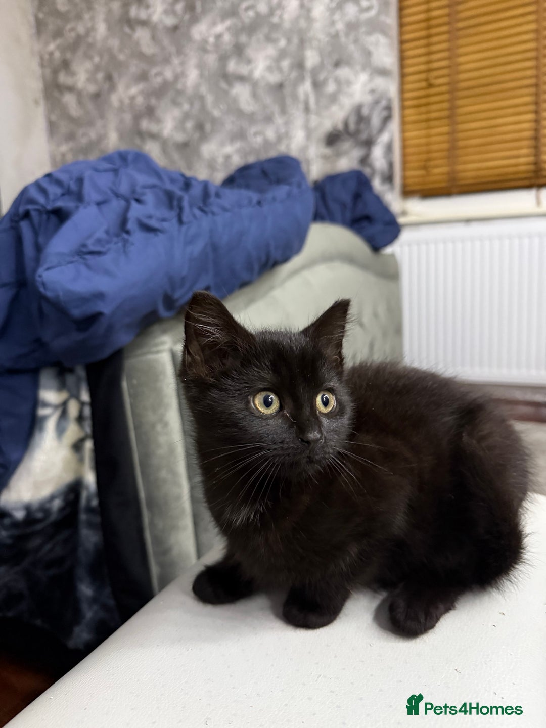 Mixed Breed cats for sale: 10-Week-Old Playful Kittens Seeking Loving Homes - Advert 10