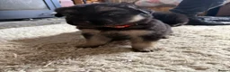German Shepherd dogs for sale: 11 adorable bouncy German Shepard puppies  - Advert 37