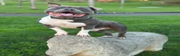 American Bully dogs for stud: 🦍🔥POCKET BULLY STUD AVAILABLE 🔥🦍 - Advert 4