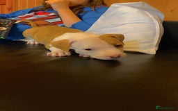 Mixed Breed dogs for sale: 2 beautiful Staffordshire bull terrier mix - Image 6
