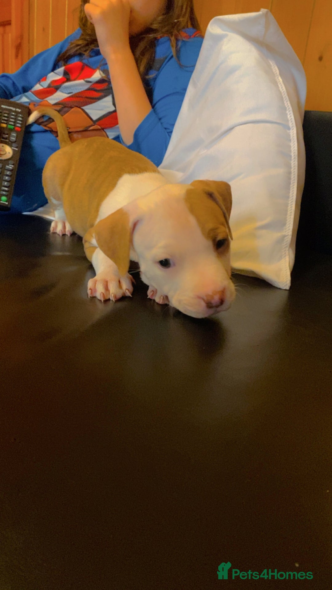 Mixed Breed dogs for sale: 2 beautiful Staffordshire bull terrier mix - Image 6