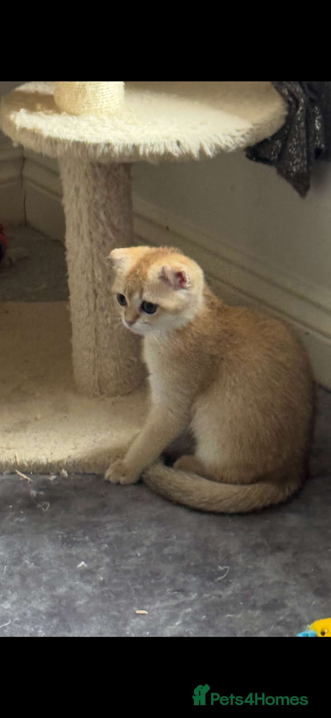 Scottish Fold cats for sale: elite purebred friendly Scottish Fold and Straight - Image 10