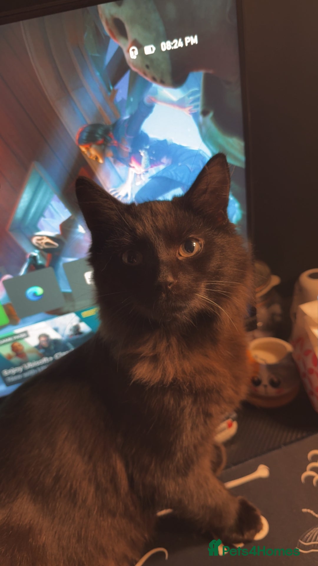 Domestic Shorthair cats for sale: Brother and sister black kittens  - Advert 3