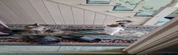 Mixed Breed cats for sale: Tabby Cats 4 Sale in Barking - Advert 40