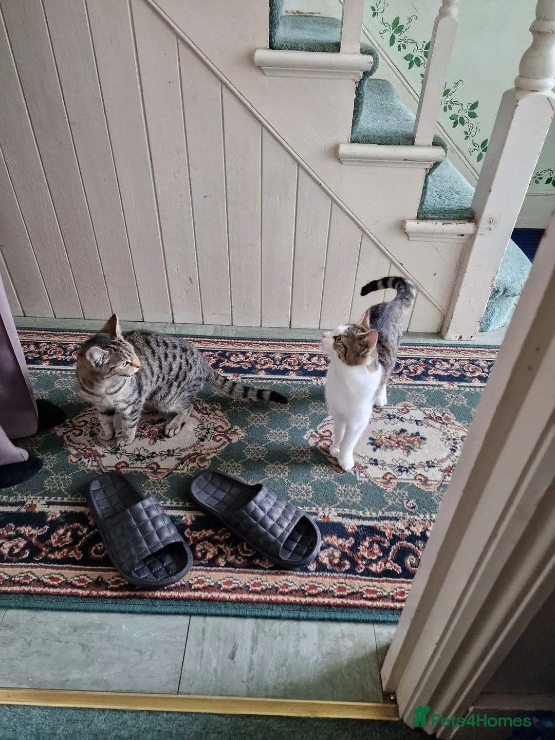 Mixed Breed cats for sale: Tabby Cats 4 Sale in Barking - Advert 40