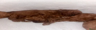 Cavapoo 5