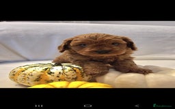 Cavapoo dogs for sale: Cavapoos f1 - Image 6